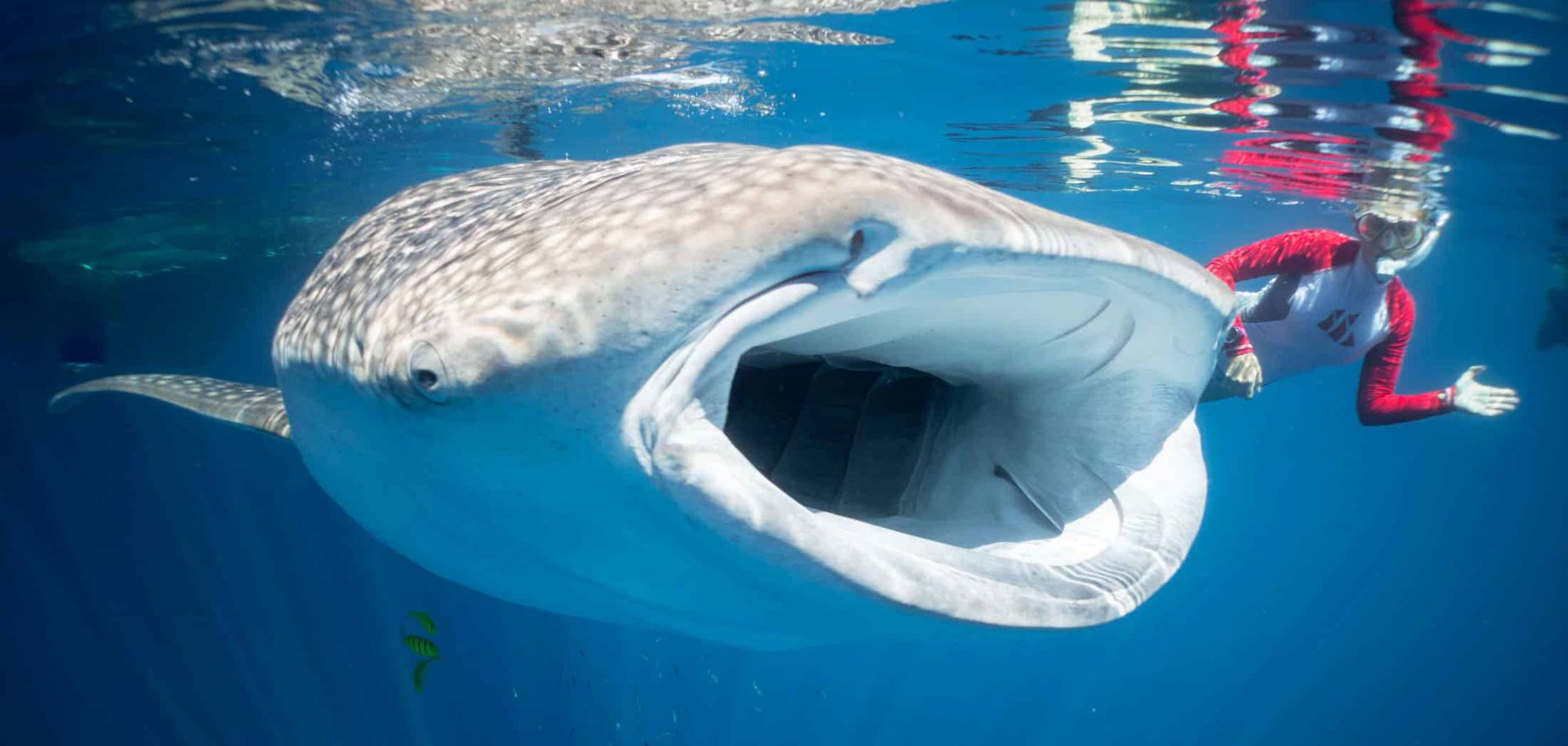 Camilla, face to face with a whale shark
