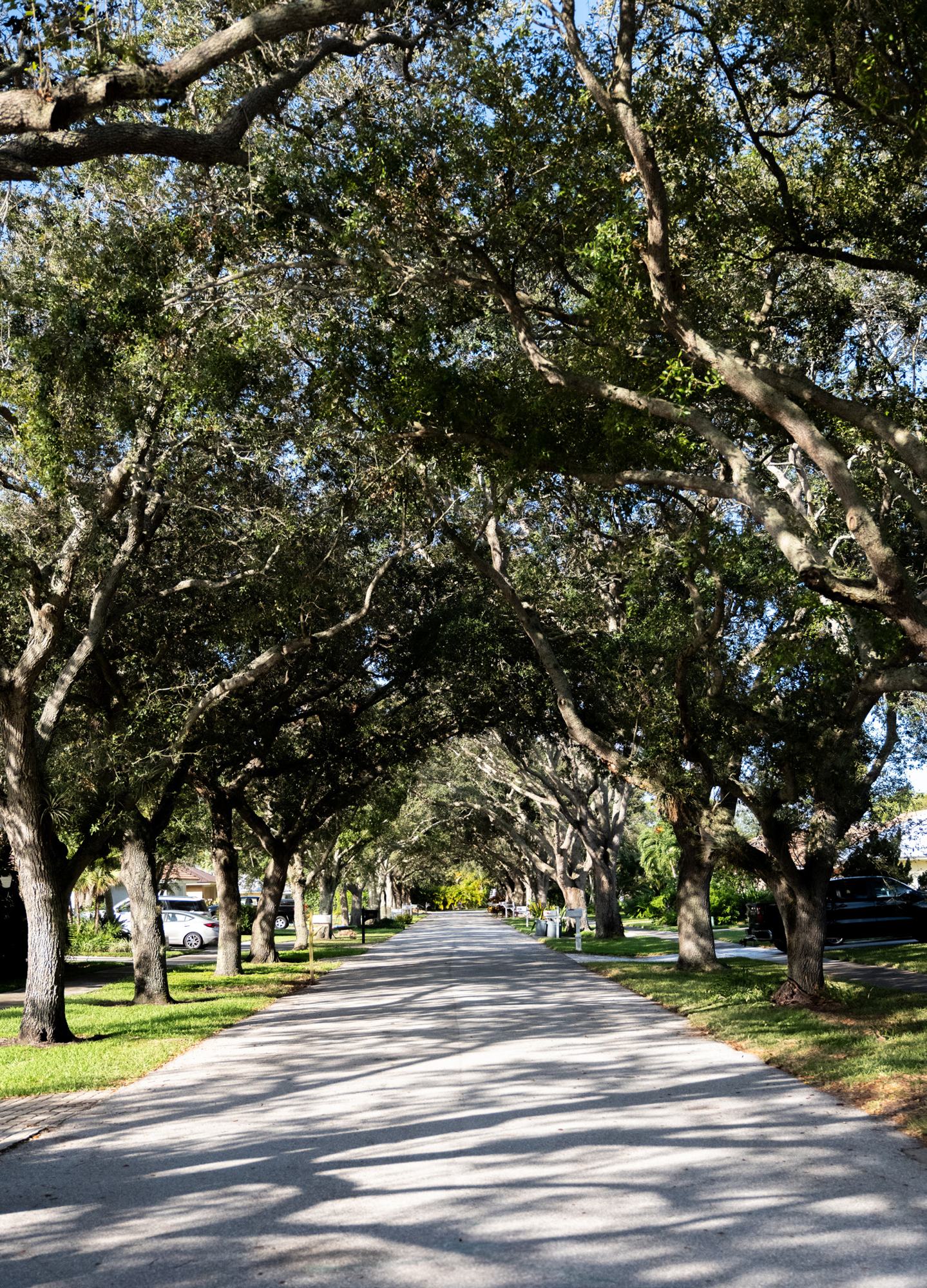 Under the oaks on a Tequesta street