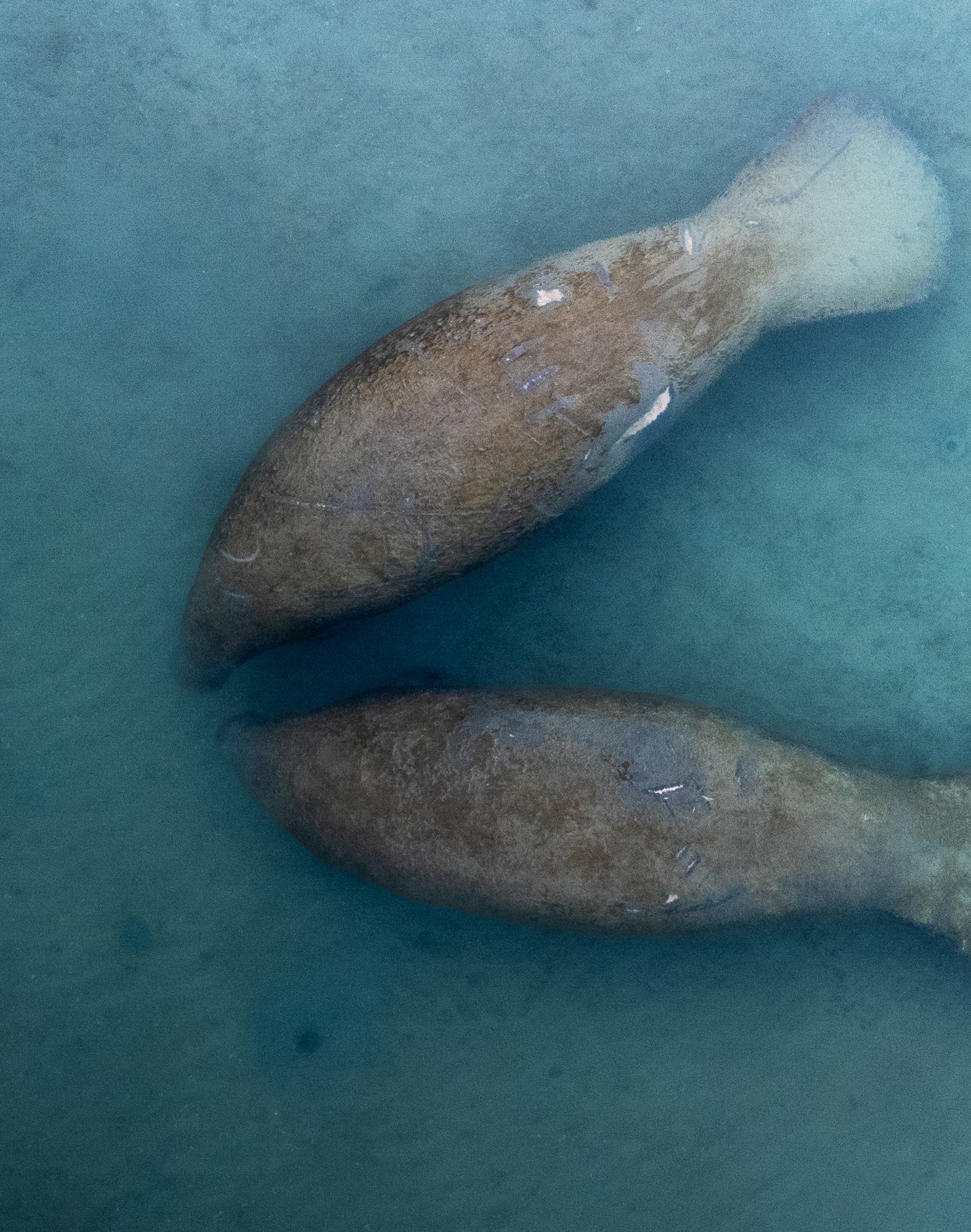 Manatees in the shallows