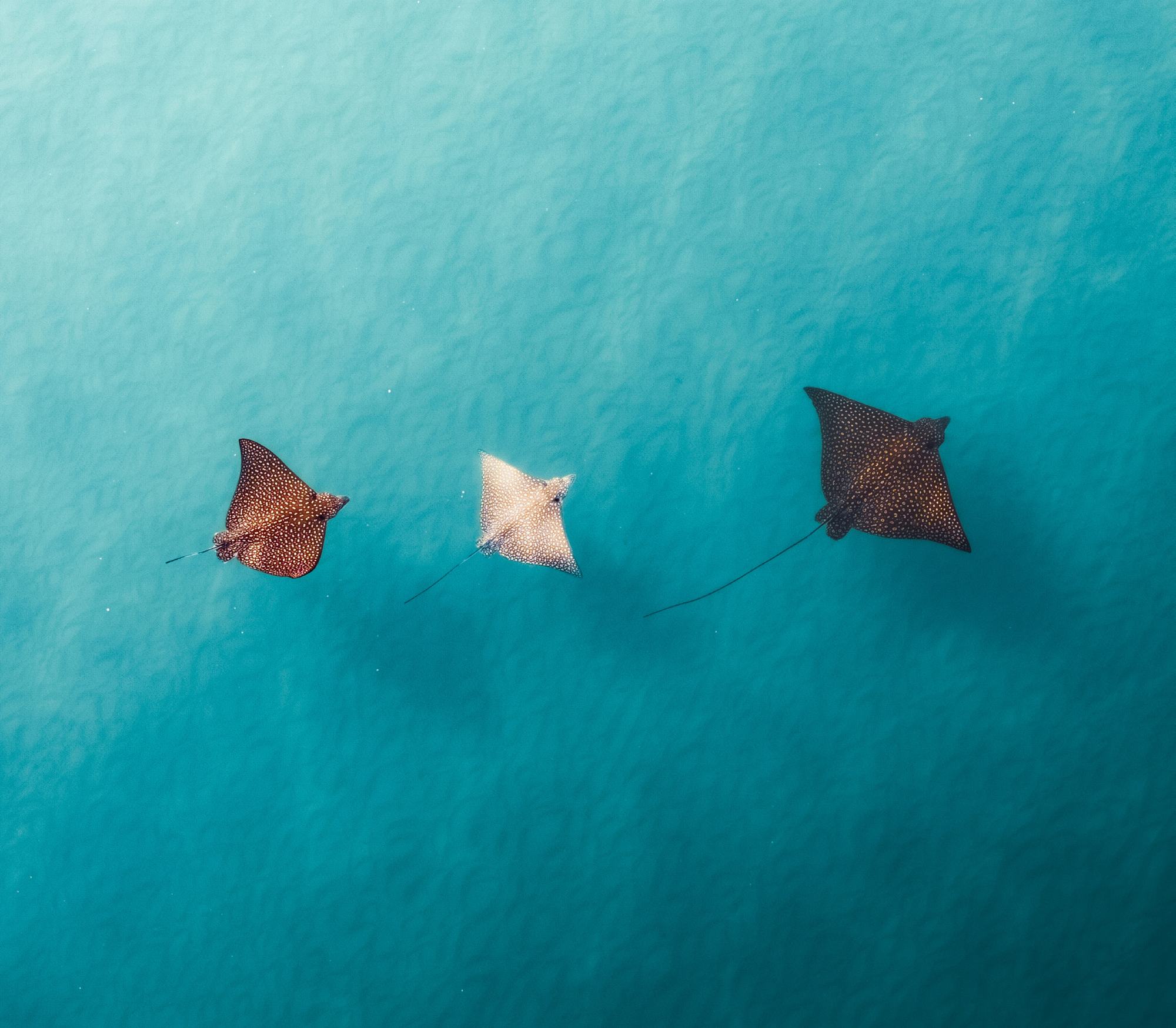 Spotted eagle rays off Jupiter Beach