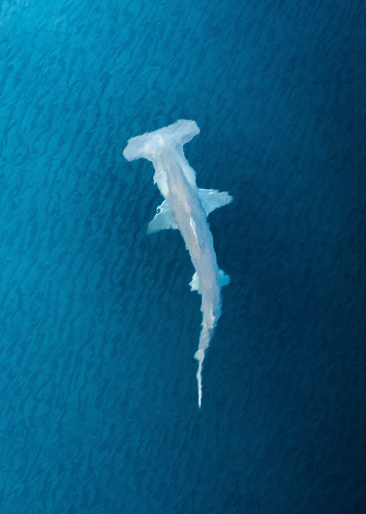 A hammerhead in the shallows