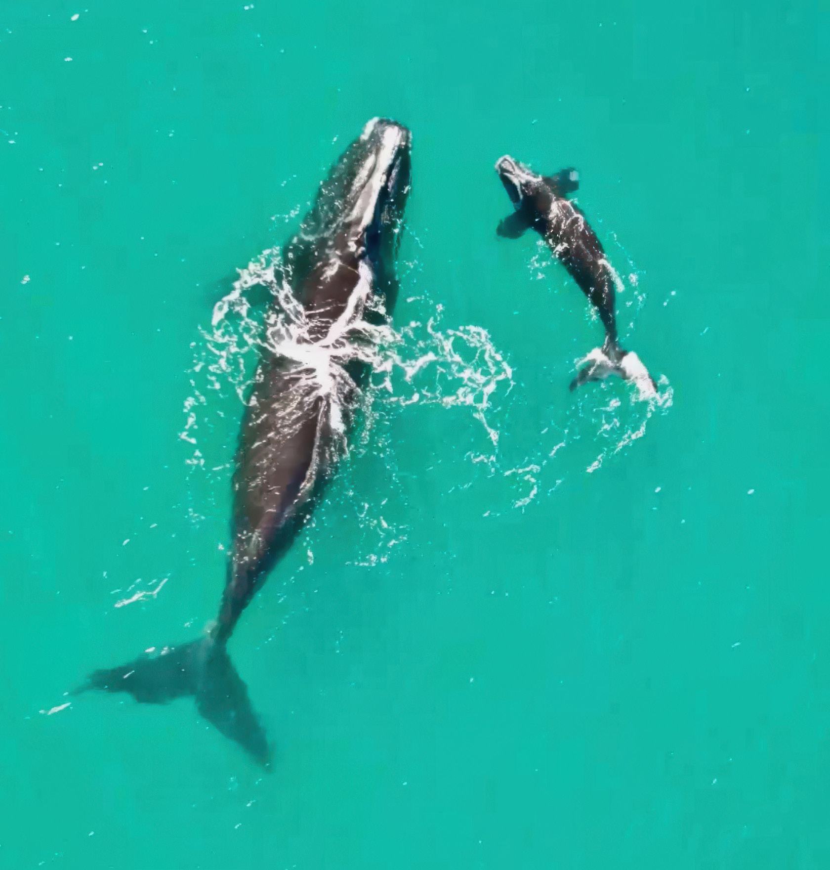 A right whale and her calf off Jupiter