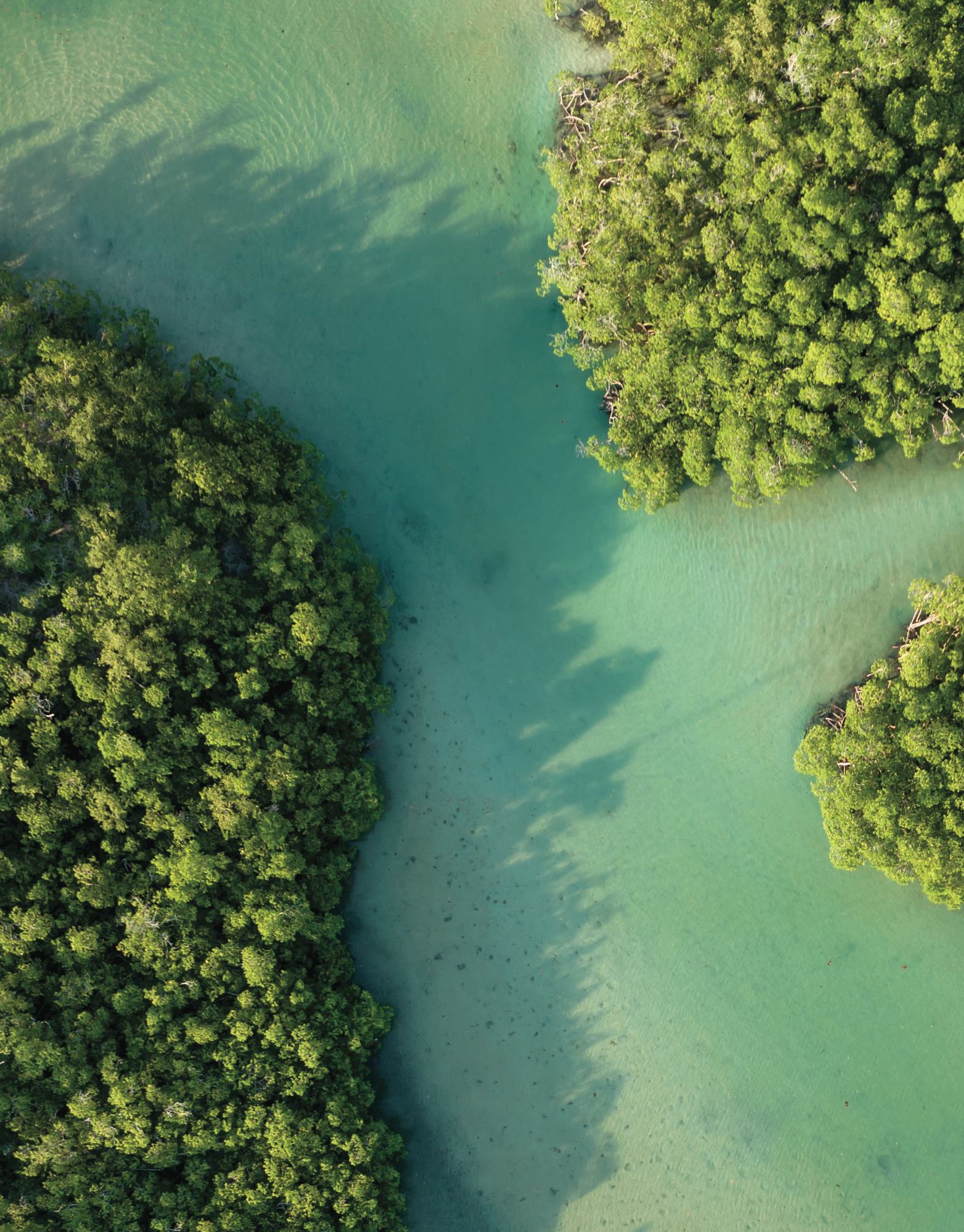 A creek through the mangroves at low tide