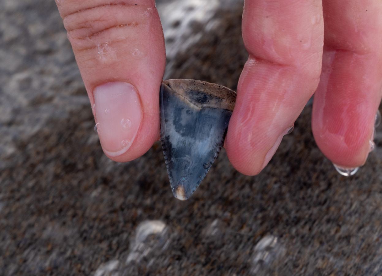 A fossil shark tooth, found