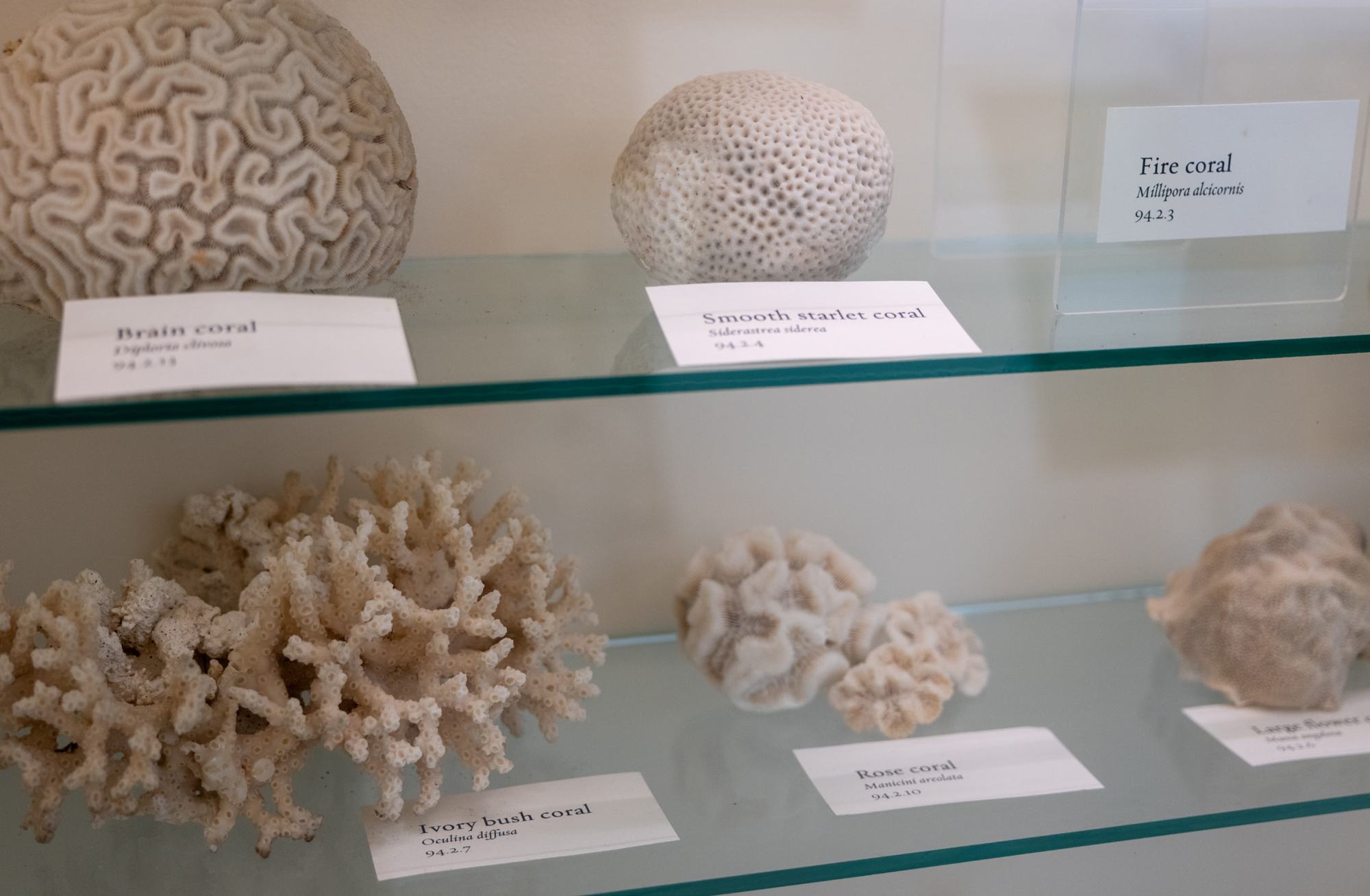 Corals in the Hawley Education Center
