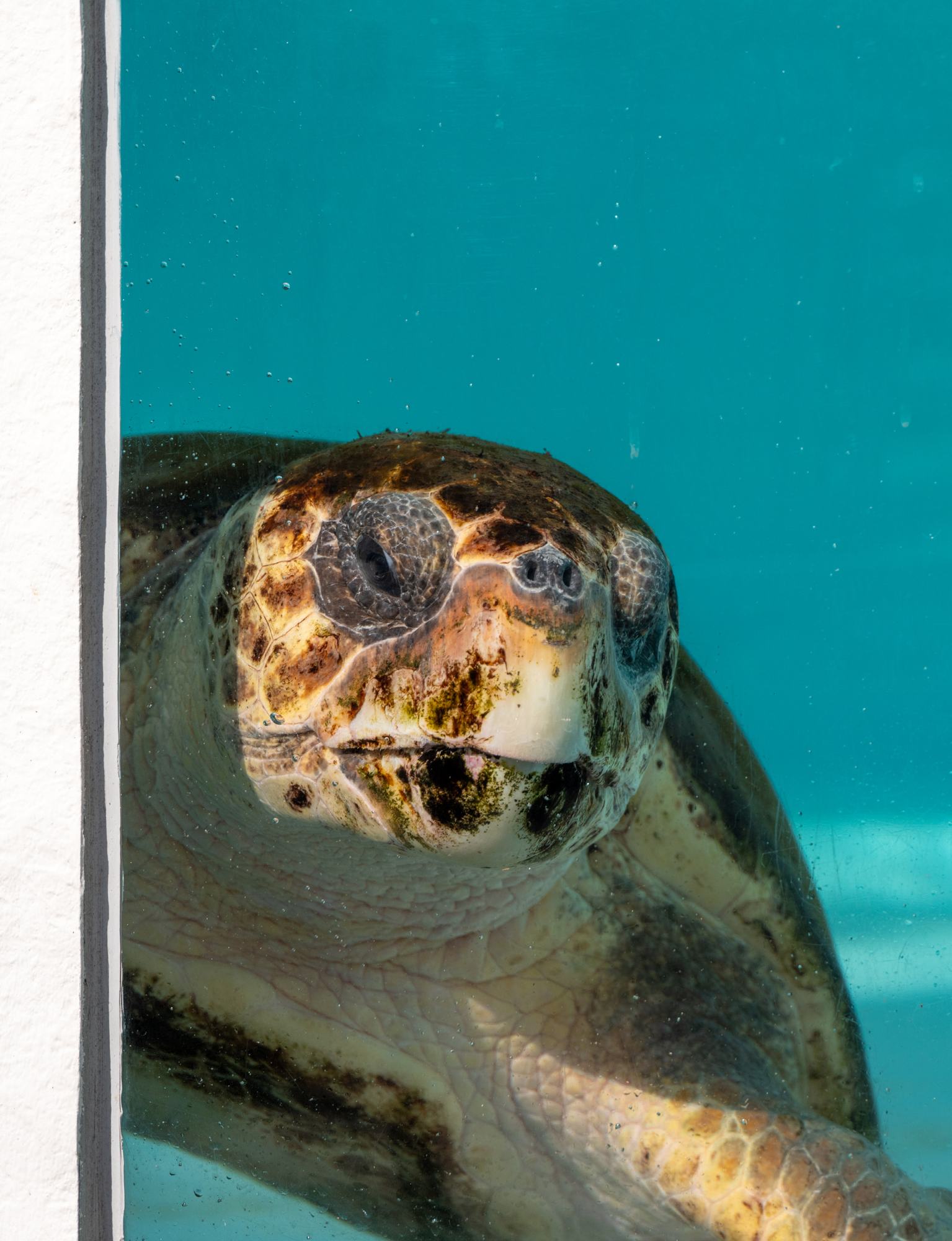 Wildlife Rehabilitation