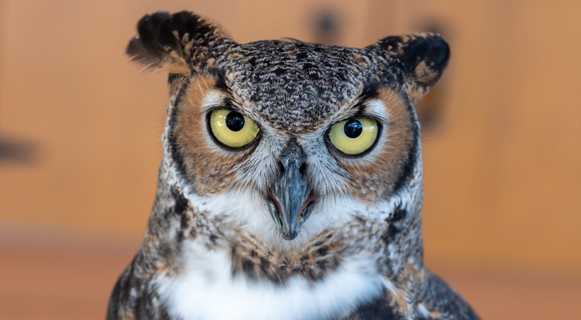 Hoot, the great horned owl at Busch Wildlife Sanctuary