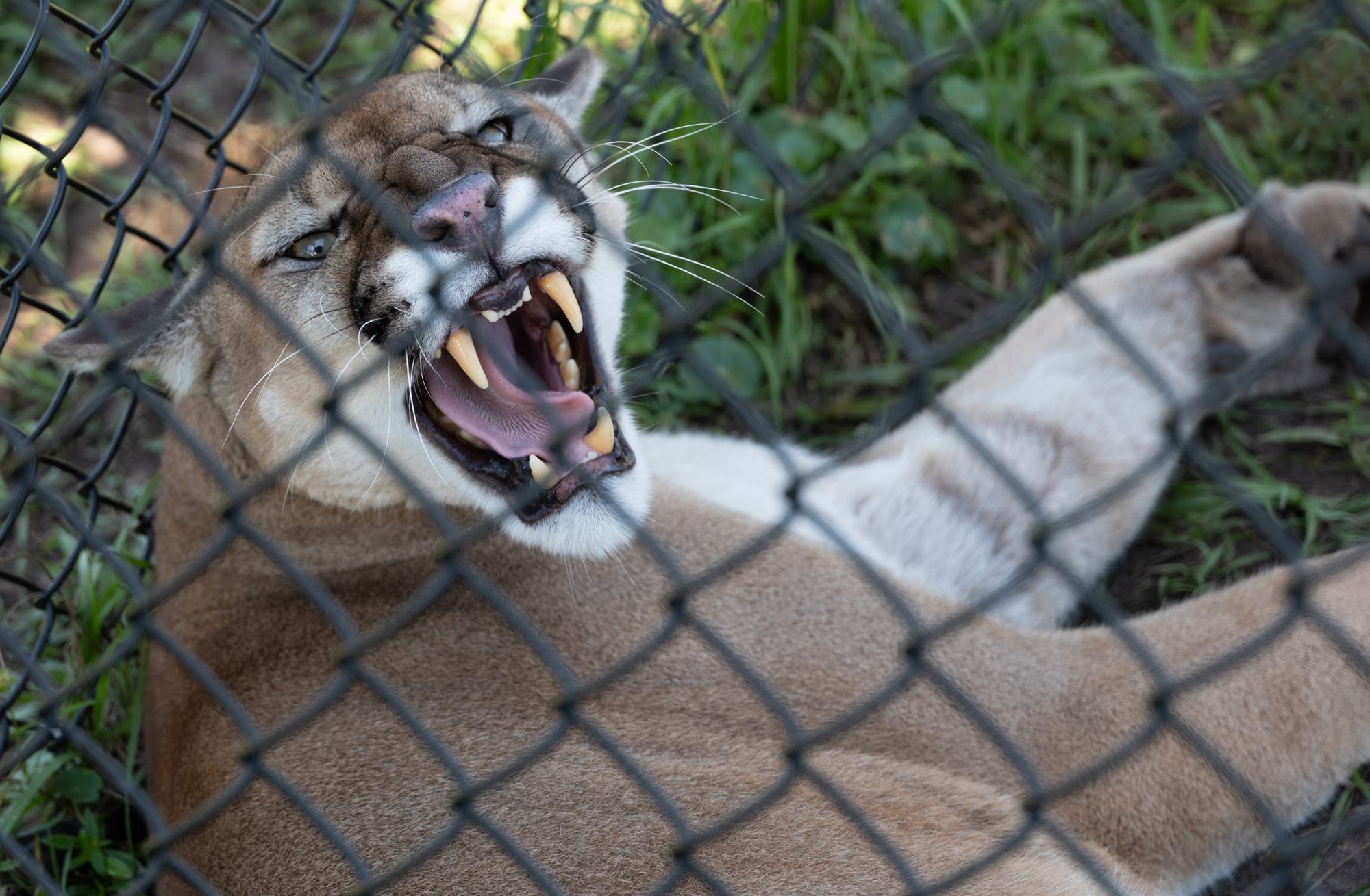 Charlie, the Florida panther at Busch Wildlife Sanctuary
