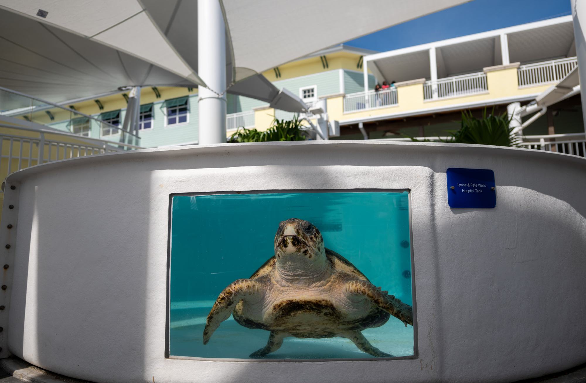 A sea turtle in its tank, Loggerhead Marinelife Center
