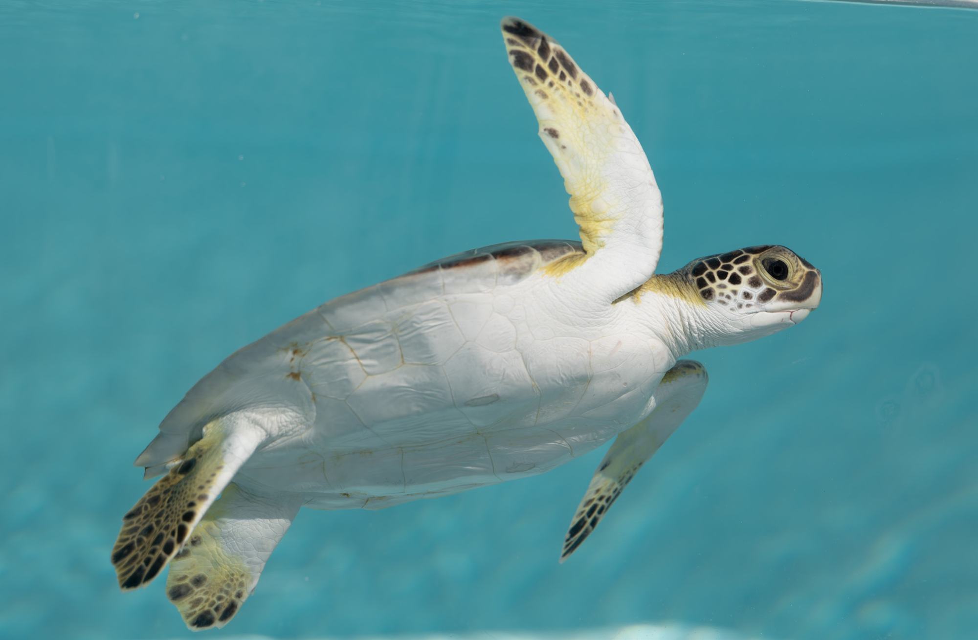 A green turtle back in the water