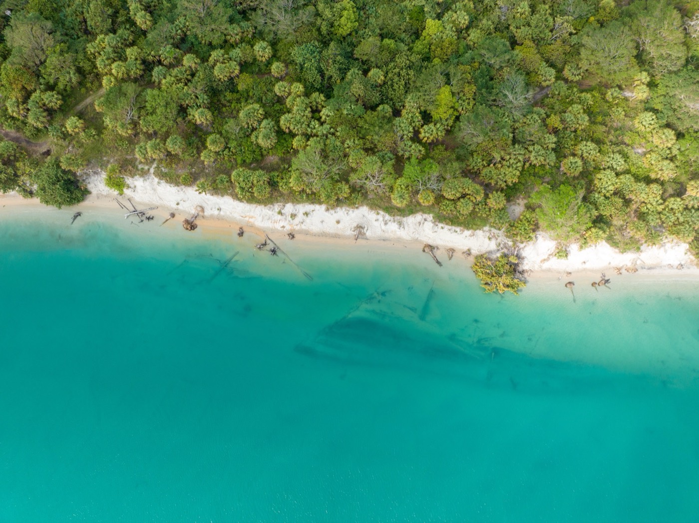 Below the dune forest, Jupiter Island