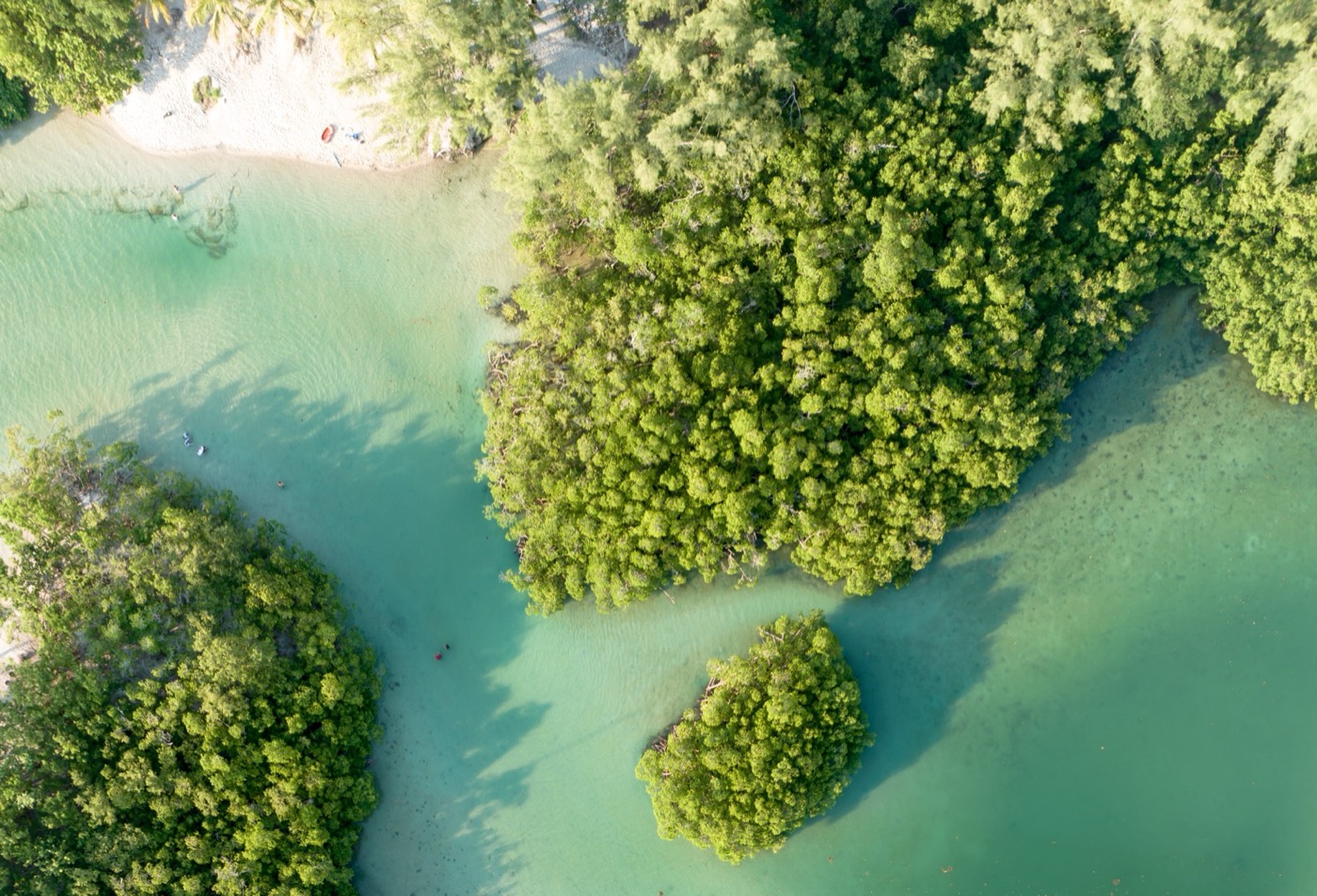 Mangroves, Indian River Lagoon