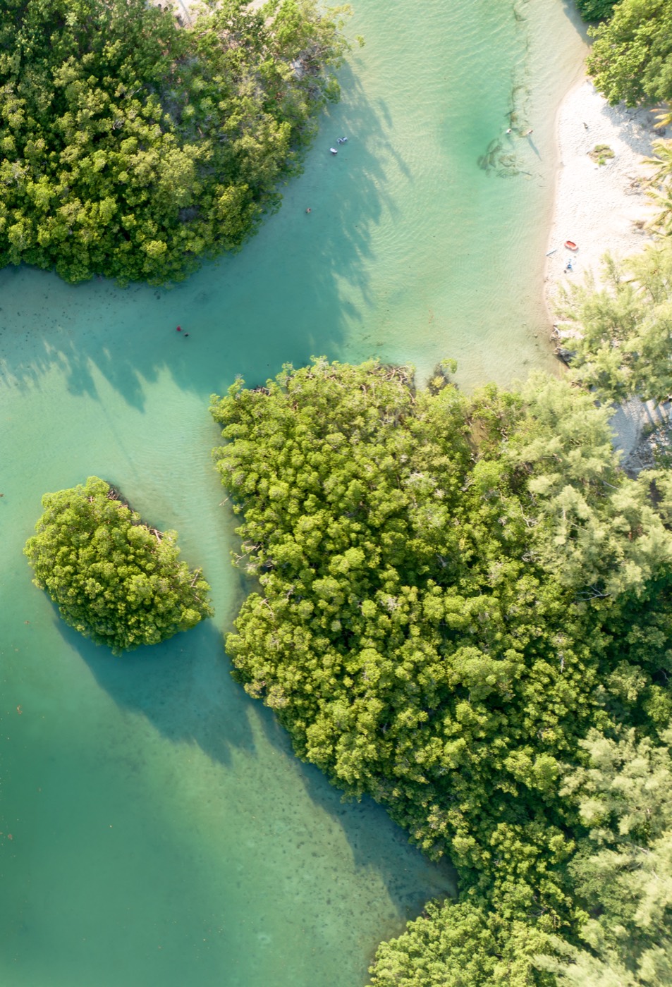 Mangrove islands